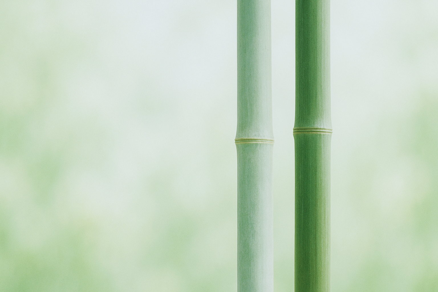 並んで立つ二本の竹の茎（淡い緑の背景）